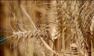 کردستان قطب تولید گندم در کشور