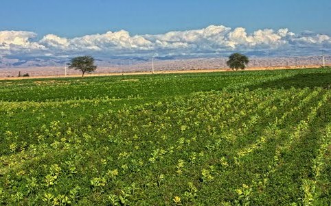 مزارع سبزي و صيفي کاري همدان با آب بهداشتي آبياري شود
