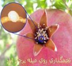 مبارزه بیولوژیك با' كرم گلوگاه' انار در باغات گچساران مطلوب بوده است
