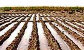 برداشت 1800 تن کنجد از عرصه های آبی و دیم خراسان رضوی