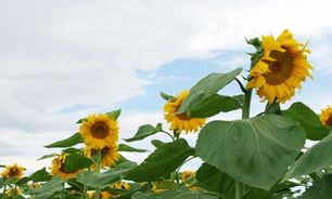 کسب رتبه نخست آذربایجان‌غربی در تولید تخمه آفتابگردان