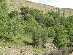 باغات مثمر آبسرد 204 هکتار از اراضی را به خود اختصاص داده‏ اند
