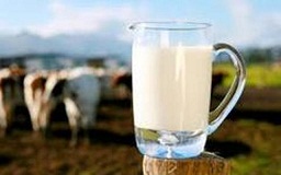 از خوردن خامه و شیر محلی پرهیز کنید