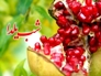 غذاهای رنگارنگ شب یلدا در خراسان شمالی