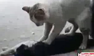 گربه با احساس + فیلم