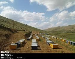 نتایج سرشماری کلنی های زنبورعسل کردستان در سال  91