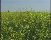 تصویب اجرای 14 طرح جدید كشاورزی در سراوان
