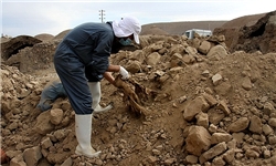 خسارت ۲ میلیارد تومانی زلزله زهان به زرشک کشاورزان