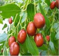 برگ سنجد تلخ بهترین درمان برای اختلالات کبدی