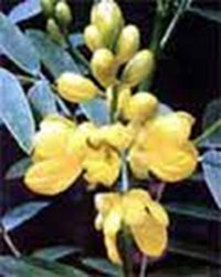 گیاه سناء چیست وچه خواصی دارد؟