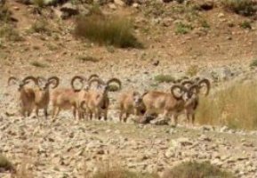 شكار ممنوع شدن منطقه خدا آفرین استان چهارمحال و بختیاری