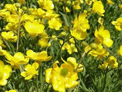 تبدیل تدریجی کیلان به منطقه گل و گیاه