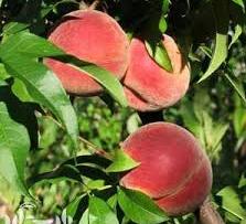 آغاز ‌کشت بهاره هلو در 4500 هکتار از باغات استان چهارمحال و بختیاری