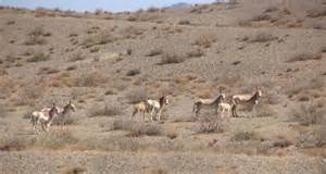سفر به آفریقای ایران