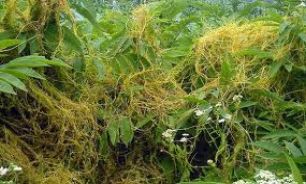 سنتز پلیمر جهت پوشش بذر گیاهان زراعی