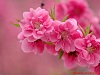 برپایی مراسم شاهنامه خوانی و نقالی در تاقبستان