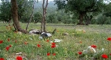 گردشگران با طبیعت ایلام مهربان بودند‏