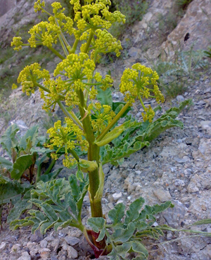 خواص و فواید گیاه دارویی آنغوزه