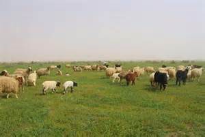 آغاز کوچ بهاره دامداران گیلانی