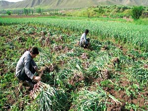 آغاز برداشت پیاز از مزارع پارسیان