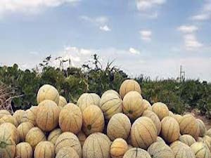 برداشت طا لبی وشمام از مزارع بستک