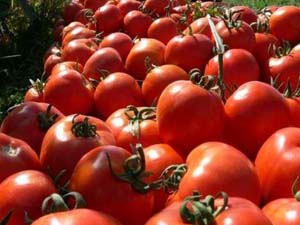 مبارزه بیولوژیک علیه آفات کشاورزی در مزارع هرمزگان