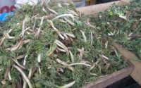 وقتی که طبیعت به سفره ها سخاوت می بخشد