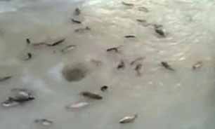 چشمه آب گرم یخ‌زده و ماهی‌ها + فیلم