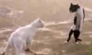 دعوای گربه‌‌ها + فیلم