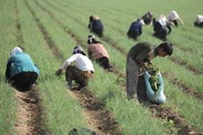 بیش از 122 هزار هکتار از اراضی استان چهارمحال و بختیاری کشت بهاره می شود