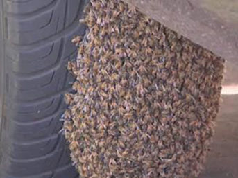 کندوي عسل در خودروي آمريکايي + تصوير