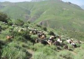 زمان ورود دام به عرصه منابع طبیعی استان چهارمحال و بختیاری 20 اردیبهشت است