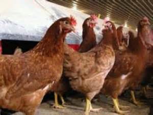 صادرات 3هزار و 400 تن خوراک دام و طیور از خراسان جنوبی