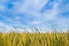 کار خرید گندم در مناطق گرمسیری ایلام از اردیبهشت ماه شروع می شود‏