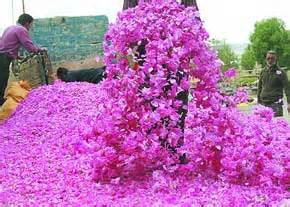 آغاز گل چيني از گلستانهاي گل محمدي