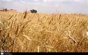 بیماری زنگ زرد در کمین مزارع گندم و غلات خراسان جنوبی