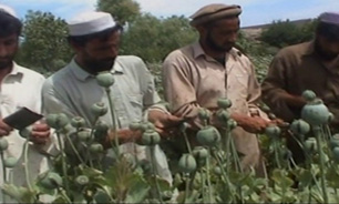 افزايش توليد مواد مخدر در افغانستان بدنبال سياستهاي آمريکا و ناتو