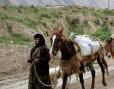کوچ بهاره عشایر دامدار مهران آغاز شد‏