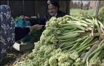 گیاهان خوراکی و لزوم استفاده از پتانسیل طبیعت برای اشتغال‏