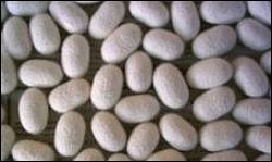 افزایش 50 درصدی توزیع جعبه تخم نوغان درآذربایجان شرقی