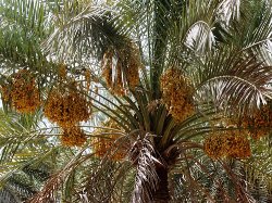 گرده‌افشانی 4200 هکتار از نخیلات خاش آغاز شده است