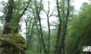 جنگل زیبای رامیان + فیلم