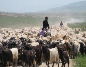 50 درصد عشایر کوچرو گچساران به مناطق ییلاقی کوچ کردند