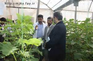 تولید 2 هزار و 300 تن خیارسبز گلخانه ای در قاین