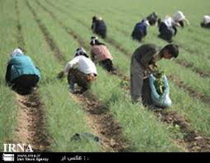 آغاز کشت بهاره در 200 هزار هکتار از اراضي کشاورزي فارس