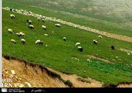 اجرای طرح اصلاح دام با نژاد روسی در مازندران