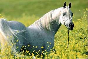 حمایت از پرورش اسب درآذربایجان شرقی موجب توسعه پتانسیل های ژنتیکی، اشتغالزایی ، ارزآوری