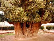 درختان کهنسال نماد پایداری کویردر استان یزد /درختان کهنسال یزد توجه گردشگران داخلی و خارجی