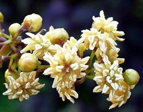 رمزگشایی از مرموزترین و قدیمی ترین گیاه+ تصویر