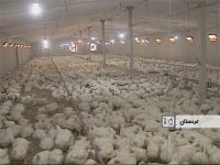 اختصاص بیش از 323 میلیارد ریال اعتبار به بخش دام و طیور کردستان